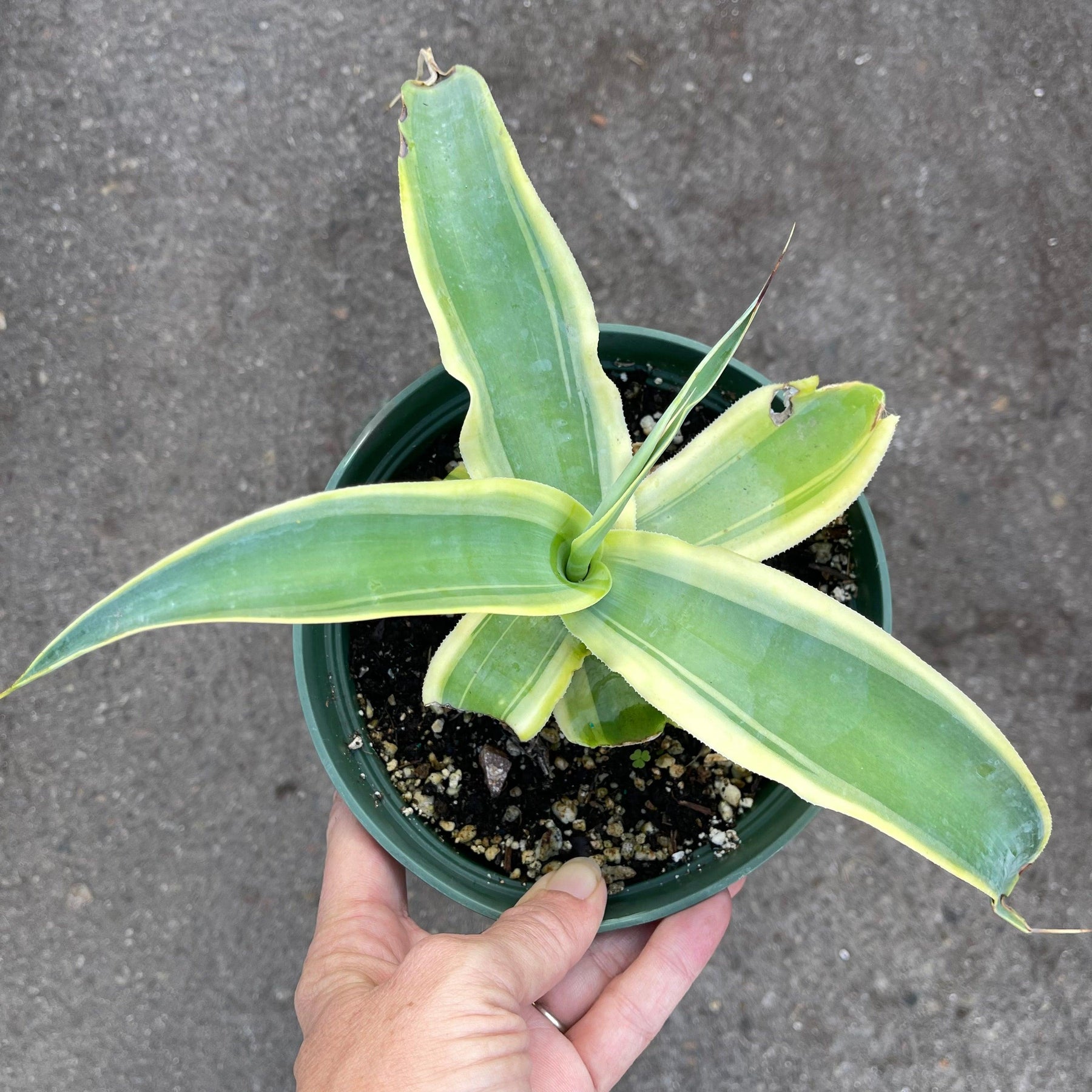 Variegated Agave vilmoriniana 'Stained Glass' - 6” – Zensability