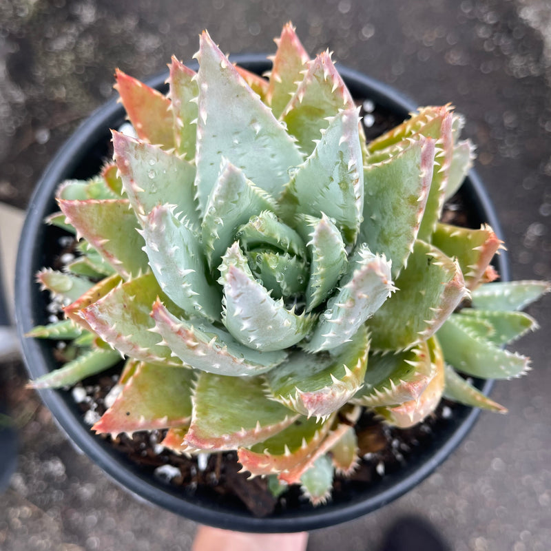 Aloe brevifolia cluster - 1 GAL