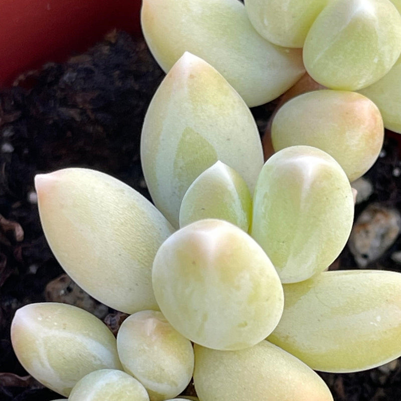Pachyphytum machucae ‘Baby Fingers’ - 2” - Zensability
