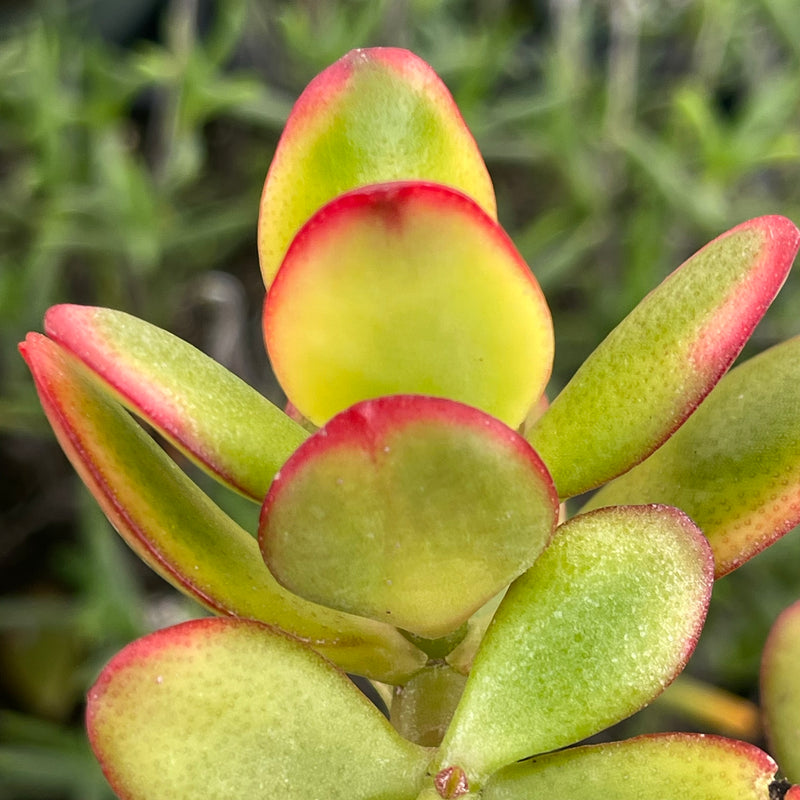 Crassula ovata &