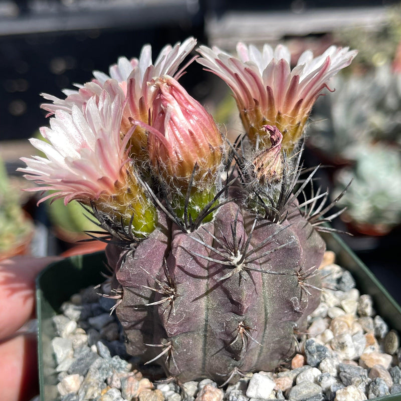 Eriosyce heinrichiana - 4” - Zensability