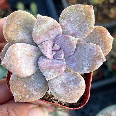 Graptopetalum superbum - 2” - Zensability
