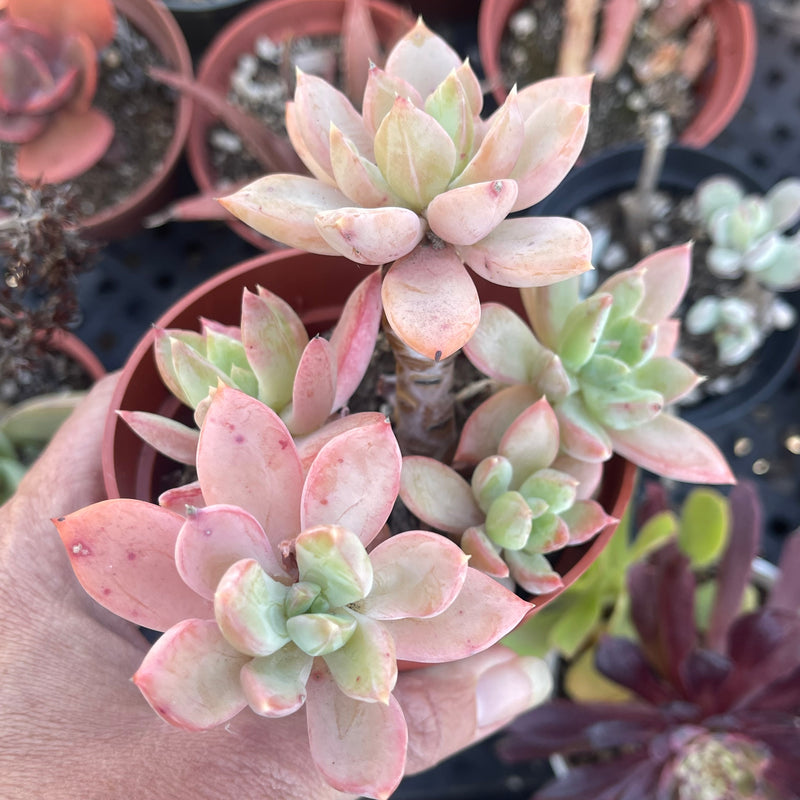 Pachyveria hybrid, Live Rooted Succulent Garden Plant, 4 INCH
