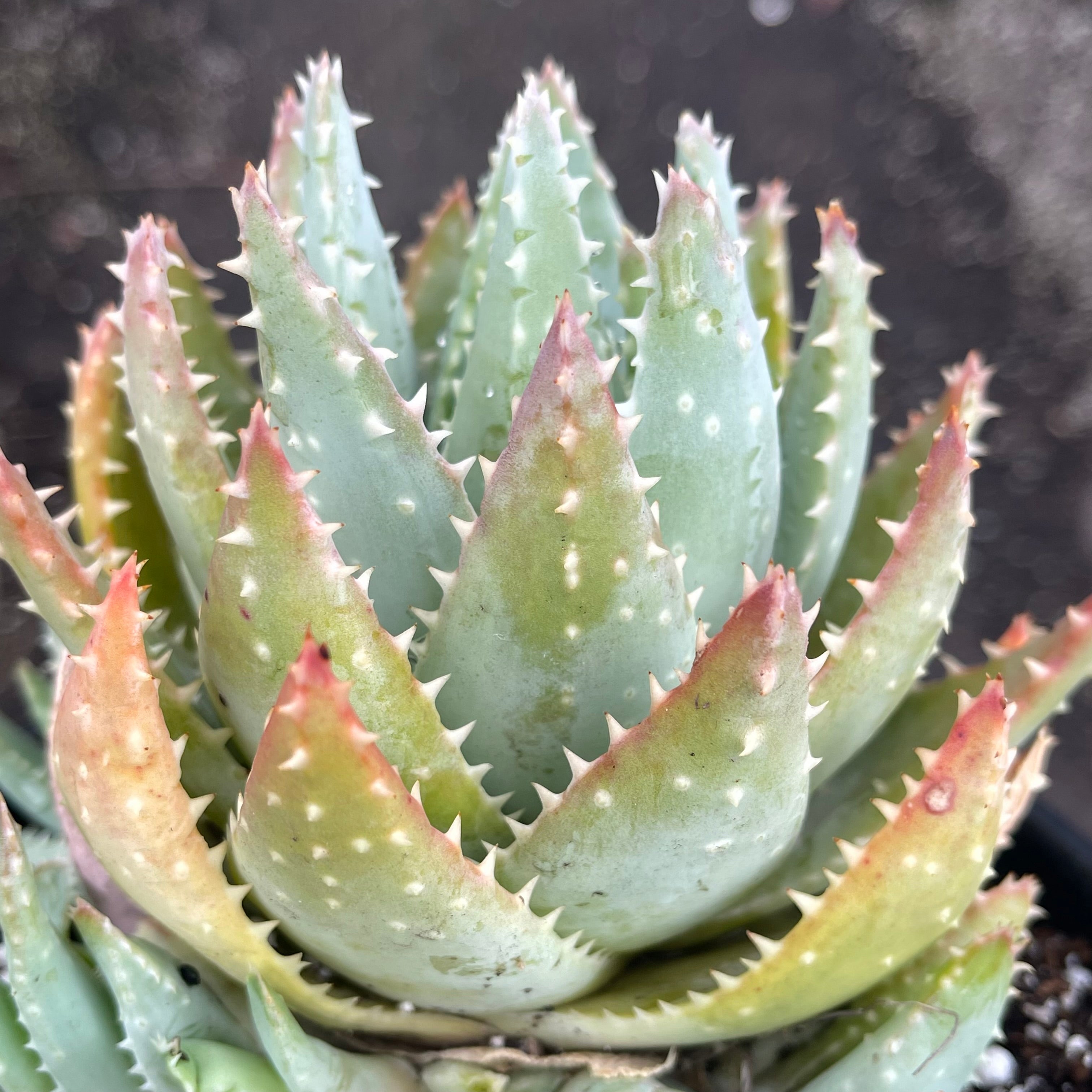 Aloe brevifolia cluster - 1 GAL – Zensability