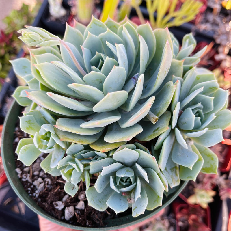 Echeveria peacockii - cluster - 6 INCH