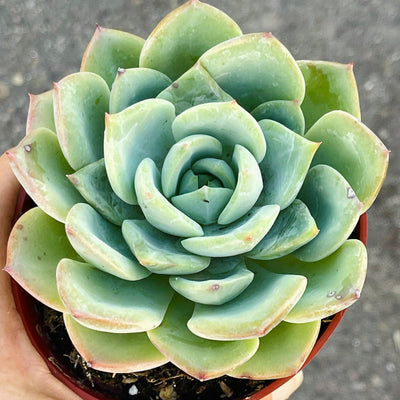 Chubby Echeveria hybrid - 4” - Zensability