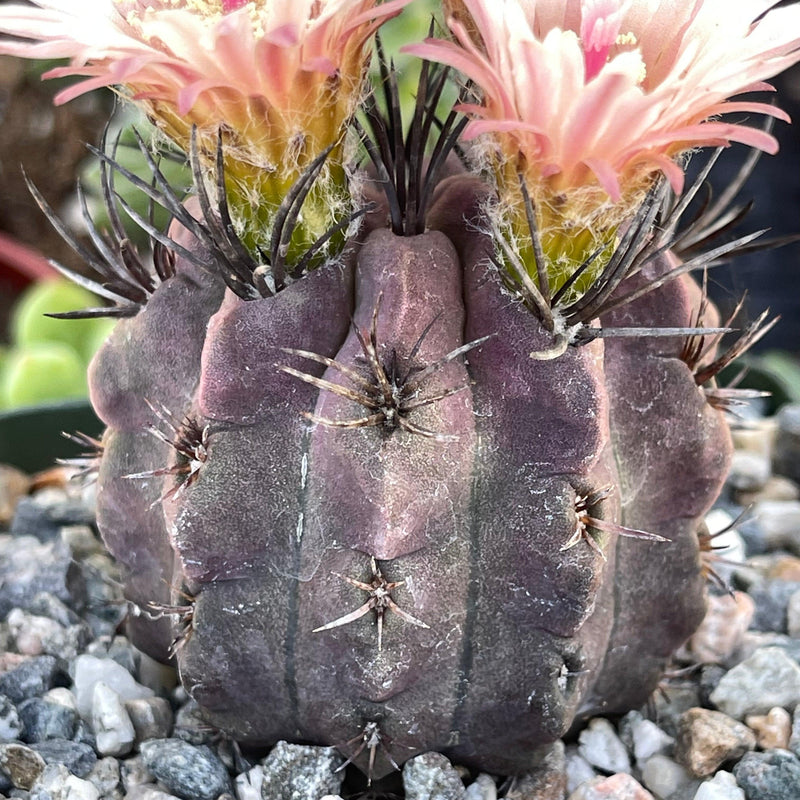 Eriosyce heinrichiana - 4” - Zensability