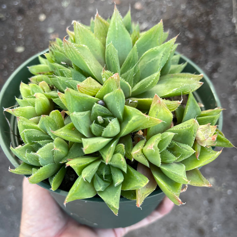 Haworthia cuspidata hybrid - 6”