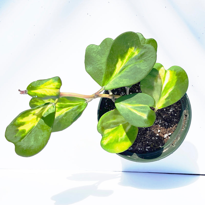 Reverse Variegated Hoya kerrii &
