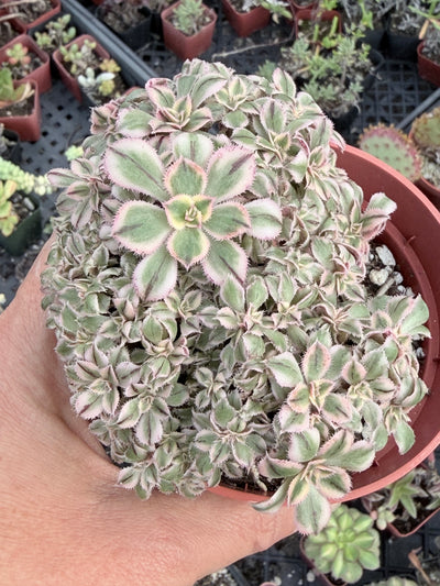 succulents aeonium sunburst Rare Crested Aeonium 'Sunburst' Variegated Succulent