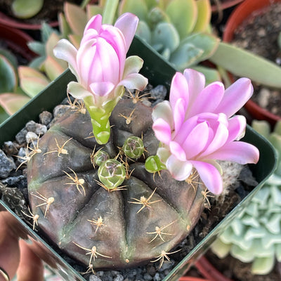 Gymnocalcium baldianum 'Dwarf Chin Cactus' - 4” - Zensability