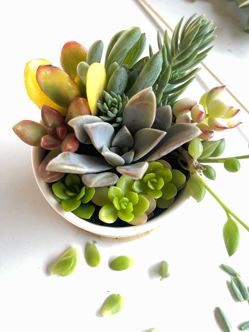 Succulent & Crystal Kit (Mini Garden DIY) - 3” - Zensability