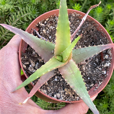Aloe elgonica - 4” - Zensability