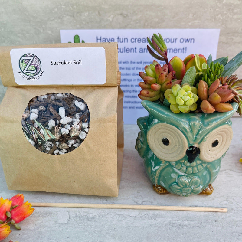 Aqua Owl - Mini Succulent Garden DIY Kit - Zensability