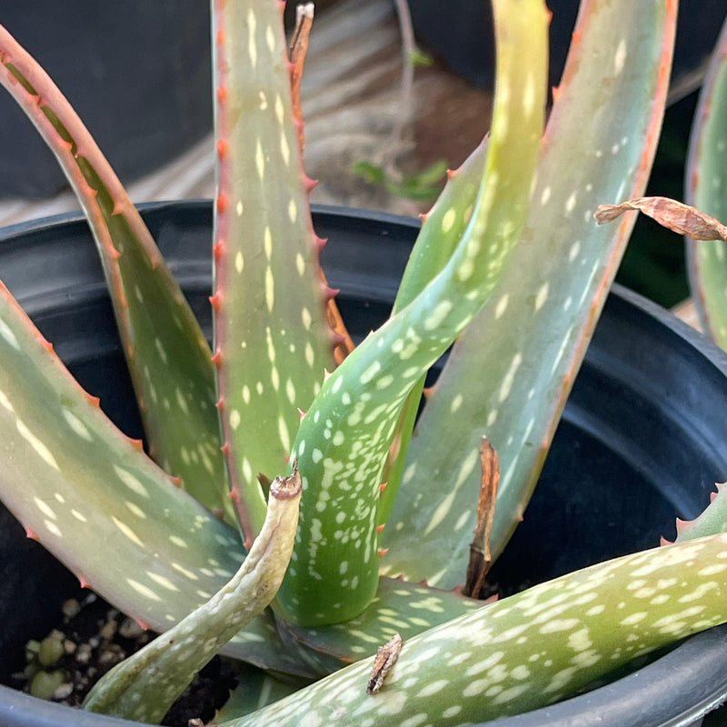 Aloe sinkatana hybrid - 1gal - Zensability