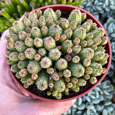 Euphorbia monstrose - 4” - Zensability