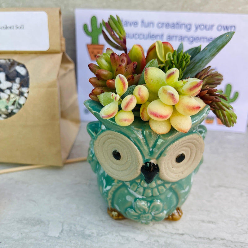 Aqua Owl - Mini Succulent Garden DIY Kit - Zensability