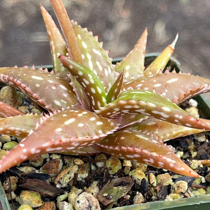 Aloe jacunda - 3” - Zensability