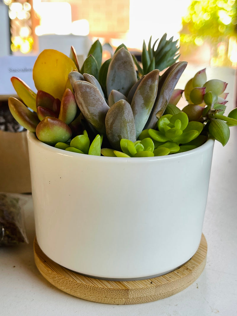 Succulent & Crystal Kit (Mini Garden DIY) - 3” - Zensability