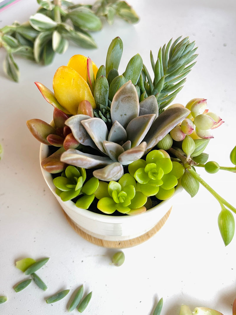 succulent garden kit 3" Succulent DIY Kit - Team Building Activity - Gift Box