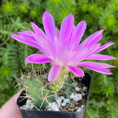 Echinocereus pentalophus ‘Ladyfinger Cactus’ - 2” - Zensability