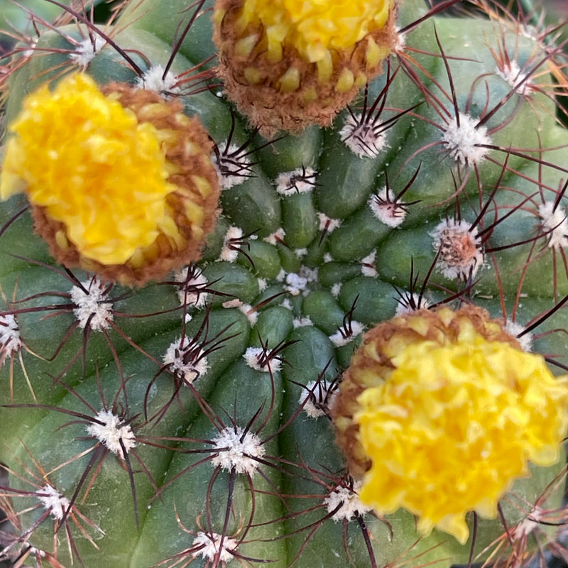 Parodia otonis ‘Indian Head Cactus&