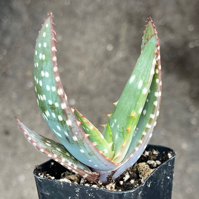 Aloe maculata ‘Soap Aloe’ hybrid - 2” - Zensability