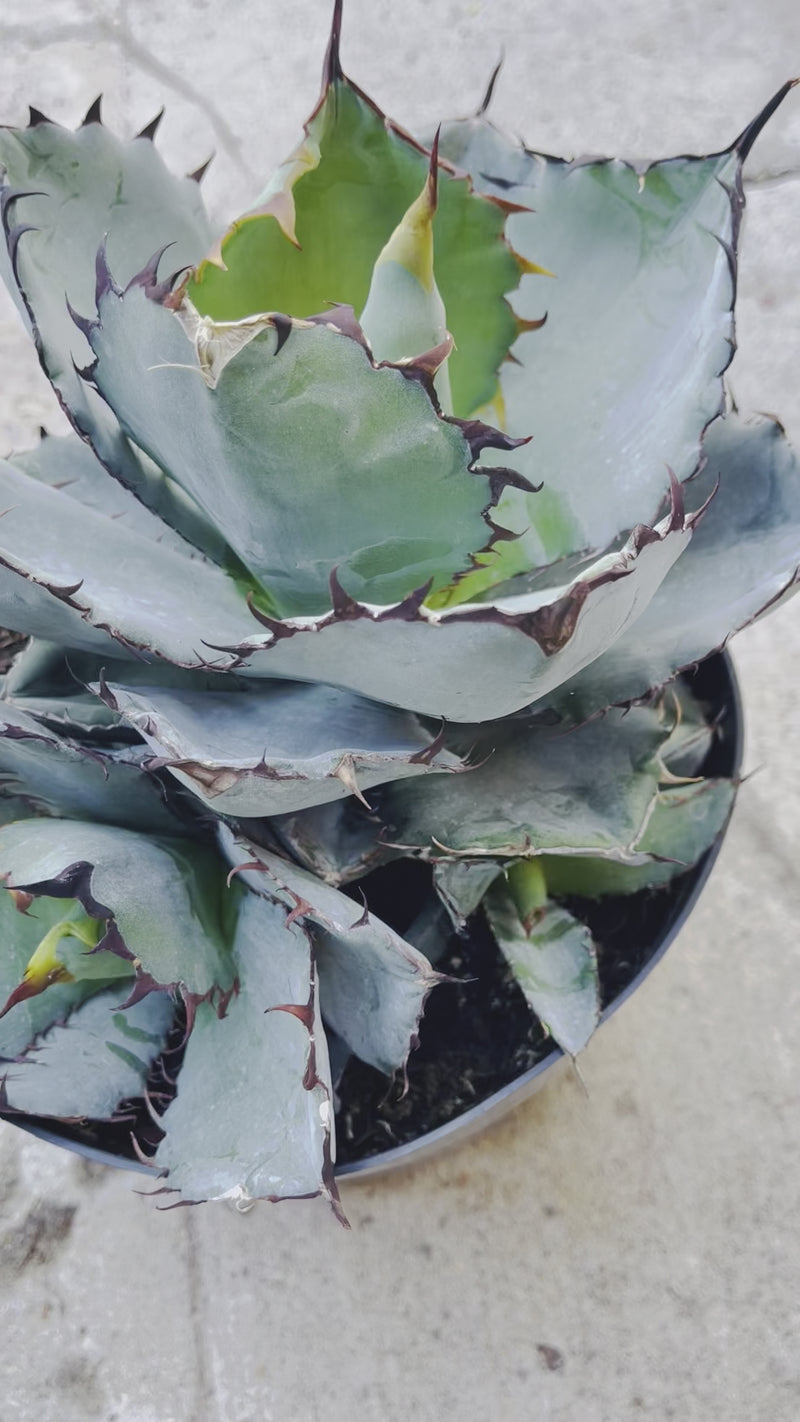 Agave titanota ‘Black ‘n Blue’ w/ pups - 8”