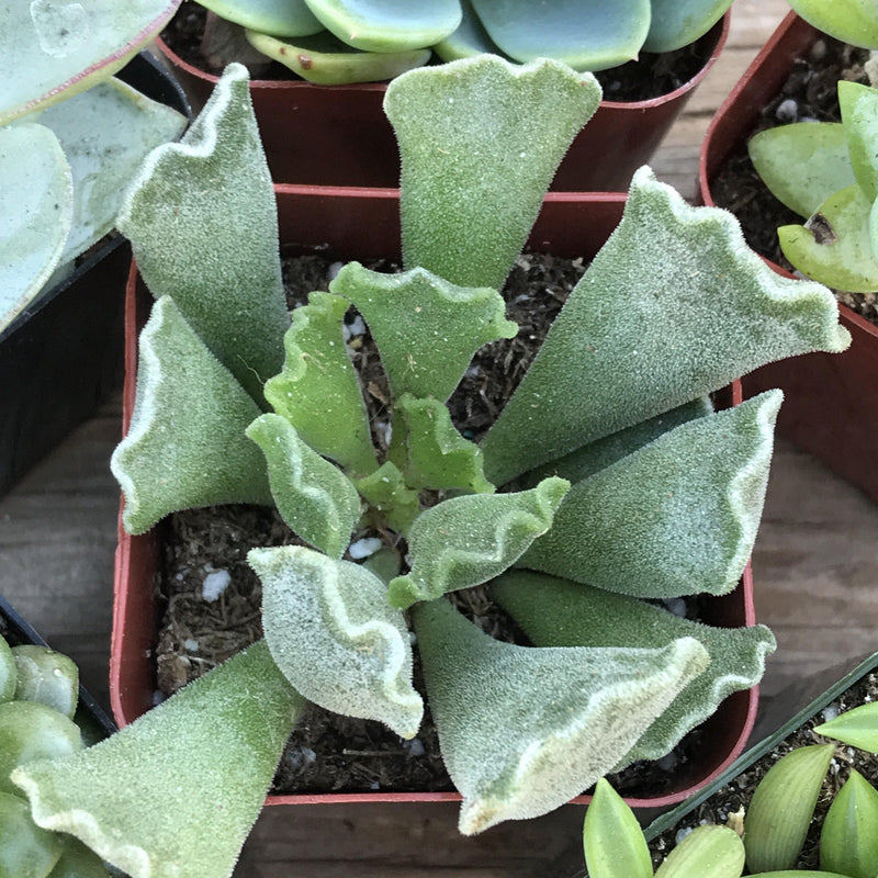 Wavy tipped and fuzzy green leaves of Adromischus cristata Key Lime Pie growing in 2 inch nursery pot. Top view shows loose rosette of long, tubular leaves.