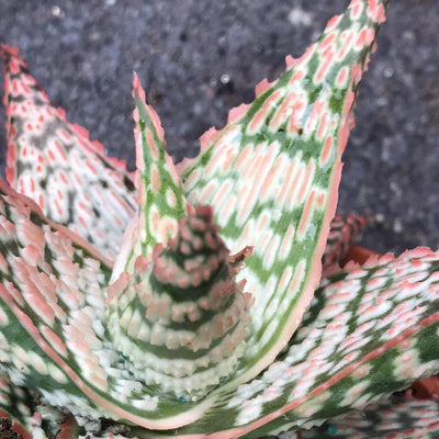 Center closeup of Aloe Pink Blush Hybrid, Zensability Live Succulent Garden Plant, 2 and 4 INCH options