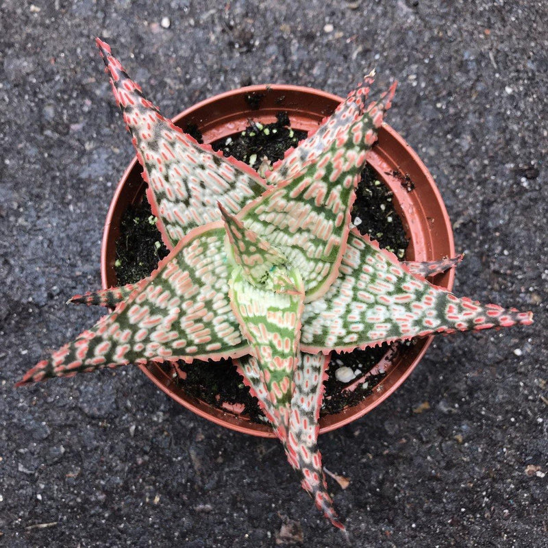 Aloe Pink Blush Hybrid, Zensability Live Succulent Garden Plant, 2 and 4 INCH options, full top view, long triangular leaves in a loose rosette. Center of plant is green with raised bumps. Bumps are white and red.