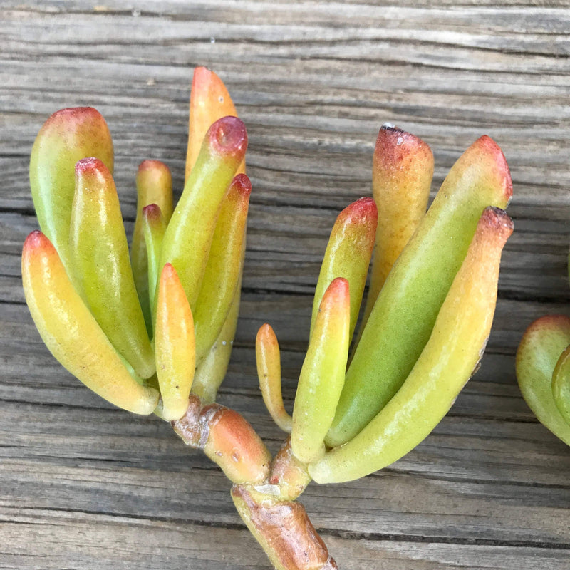 Succulent plant cuttings of Crassula ovata Gollum.  These are live, unrooted plant clippings.