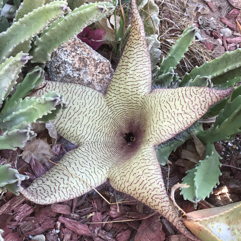 Stapelia grandifora bloom example for cutting from Zensability Online Plants. Bloom is large, star-shaped, yellow purple markings.
