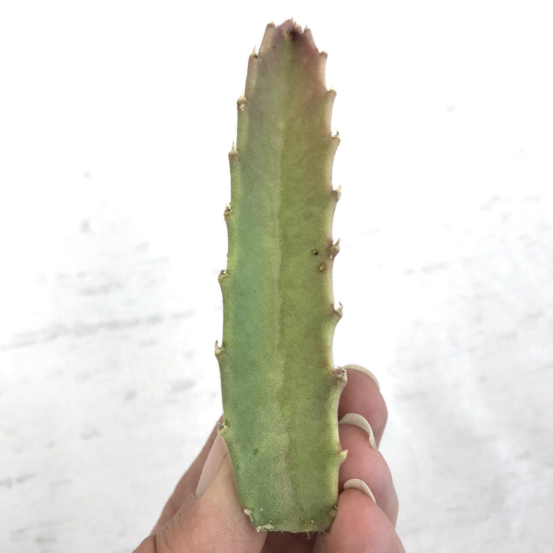 Cutting of a Stapelia grandiflora succulent plant being held in fingertips to show size. 