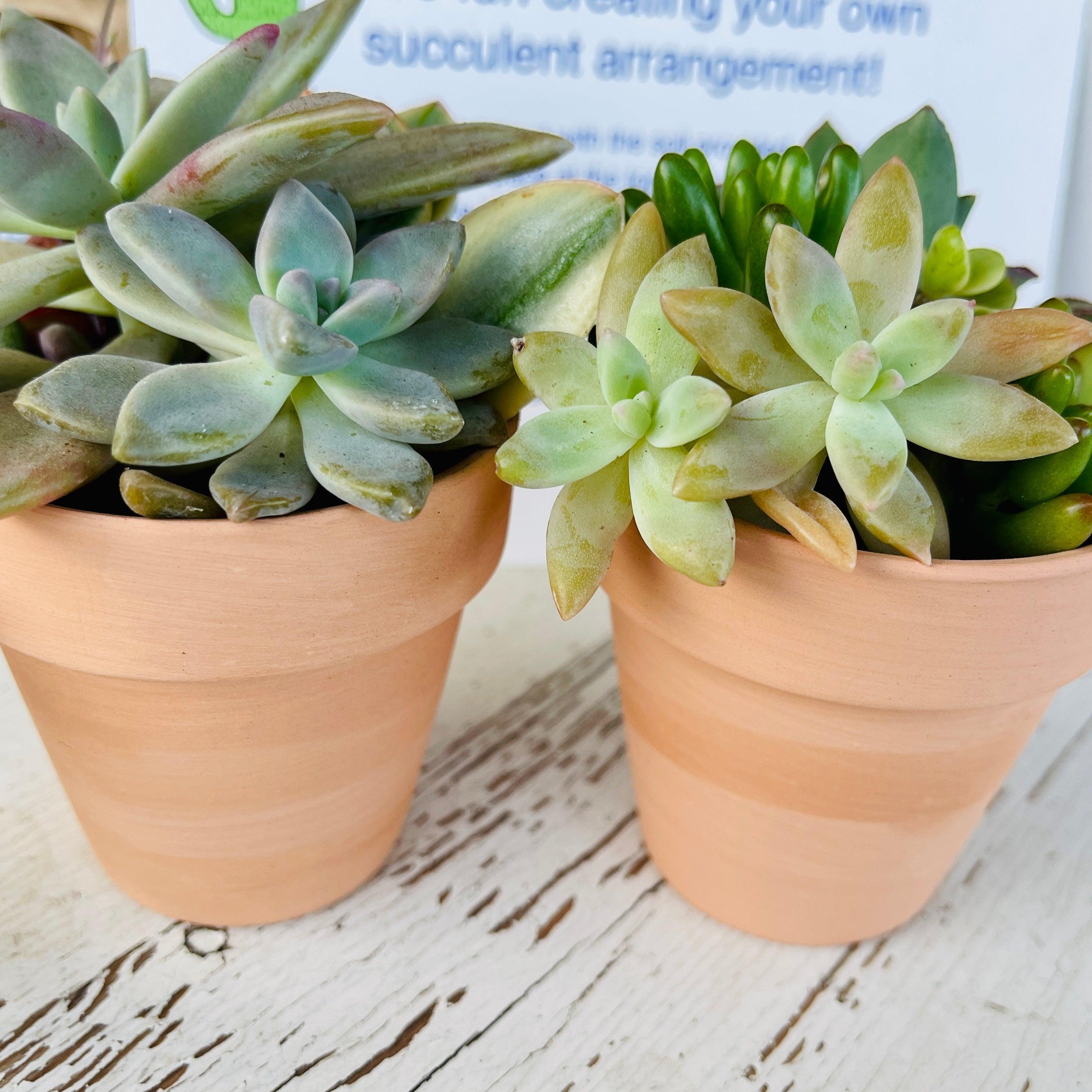 pots for succulent arrangements Succulent DIY Kit 2 pots - Team Building Project - Gift