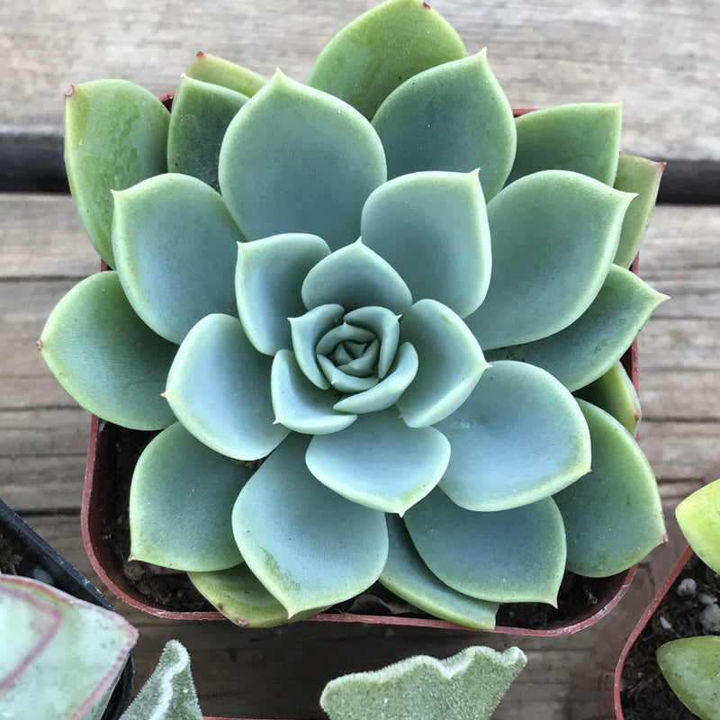 Echeveria Blue Atoll in 2 inch pot, Top View. Blue leaves are spoon-shaped with small soft tips arranged in a tight rosette.