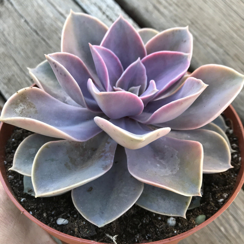 Echeveria Purple Pearl succulent plant in 6 inch pot, from Zensability.  Large, spoon shaped, Purple leaves for a tight rosette.