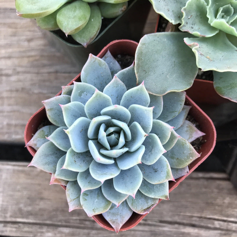 Bright blue Echeveria subsessilis succulent plant growing in 2 inch nursery pot. . Leaves are stubby, tapered, and have pink tips. 