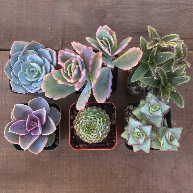 Mixed succulent plant multi-pack of small live succulent plants growing in 2 inch plastic nursery pots. Includes rosettes, crawlers, and ground covers. 