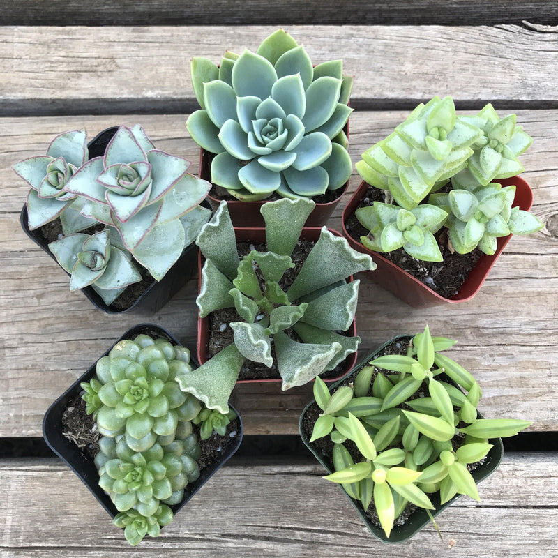 Mixed set of green and blue succulent plants growing in 2 inch plastic pots. Includes thrillers, spillers and fillers.