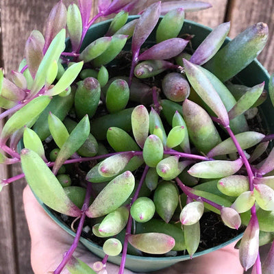 Zensability Plants Purple Green Yellow Ruby Necklace live succulent plants, Othonna capensis rare, 2 and 4 INCH