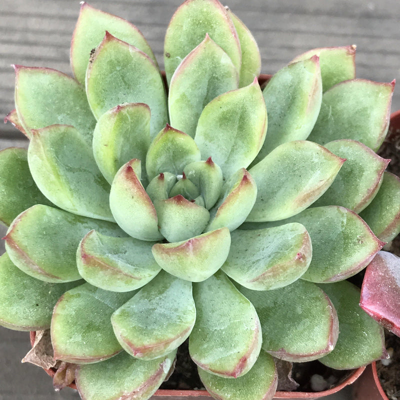 Green rosette succulent plant growing in a 2 inch pot. Leaves are thick and spoon shaped with red margins.