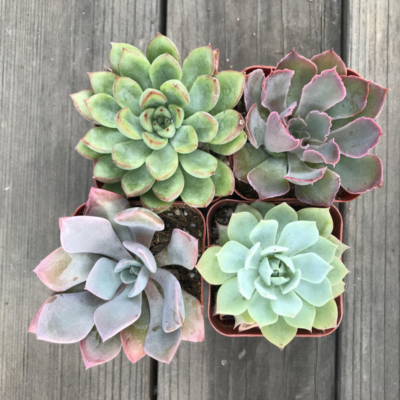 Rosette set of 4 succulent plants, each growing in a 2 inch pot. Rosettes are green, pink, blue and purple.