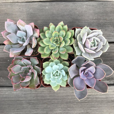 Rosette set of 6 succulent plants growing in 2 inch pots. Colors ranging from greens, pinks, purples and blues.