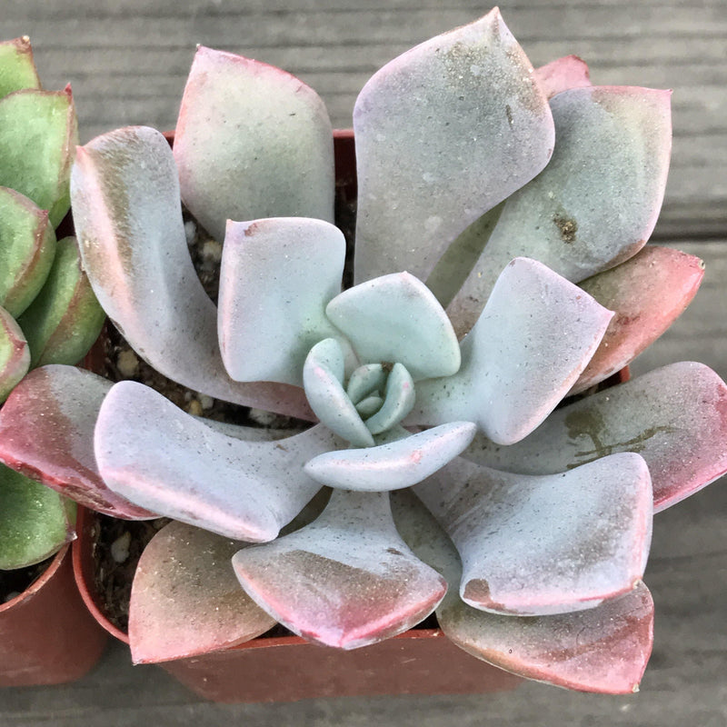 Purple and pink rosette succulent plant growing in a 2 inch pot. Leaves are thick, long and spade shaped.