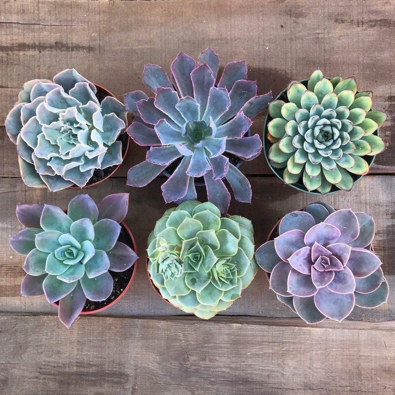 Rosette succulent plant multi-pack. 6 plants shown with green, purple, blue and pink colors.