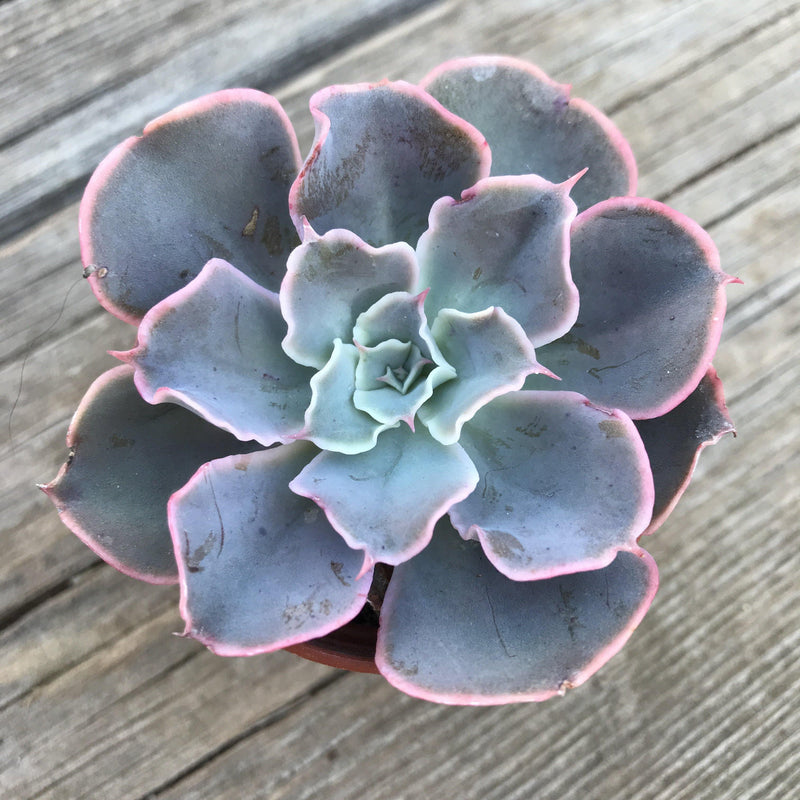 Rosette-in-a-pot (succulent gift) potted plant, corporate gift, surprise rosette - 1.5” INCH - Zensability