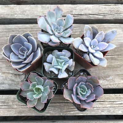 6 pack of 2 inch pot sized pink and purple rosette succulent plants set, Top View