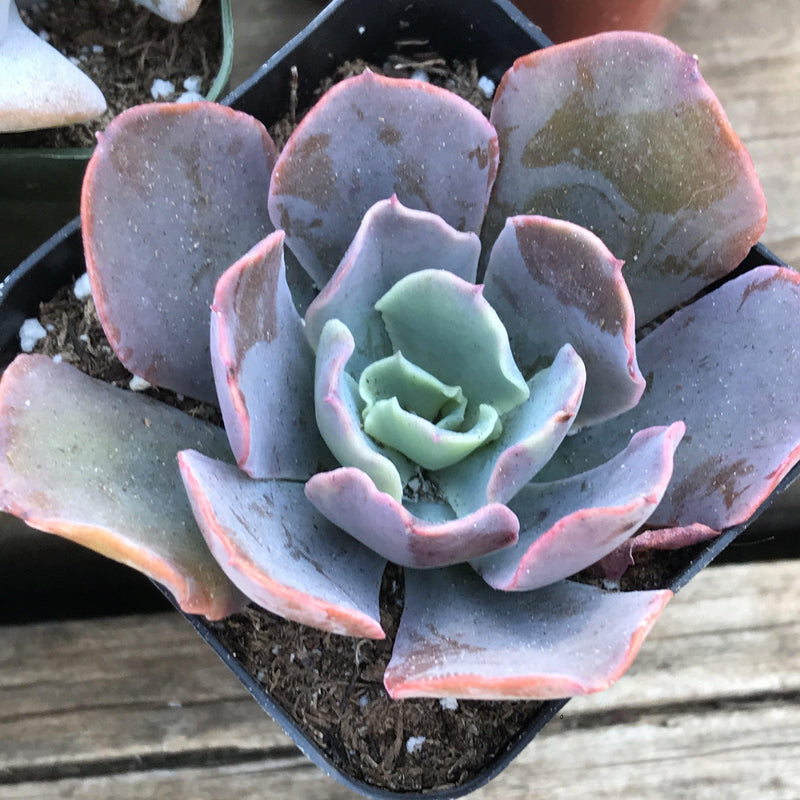 Purple and Pink rosette succulent plant growing in 2 inch pot.