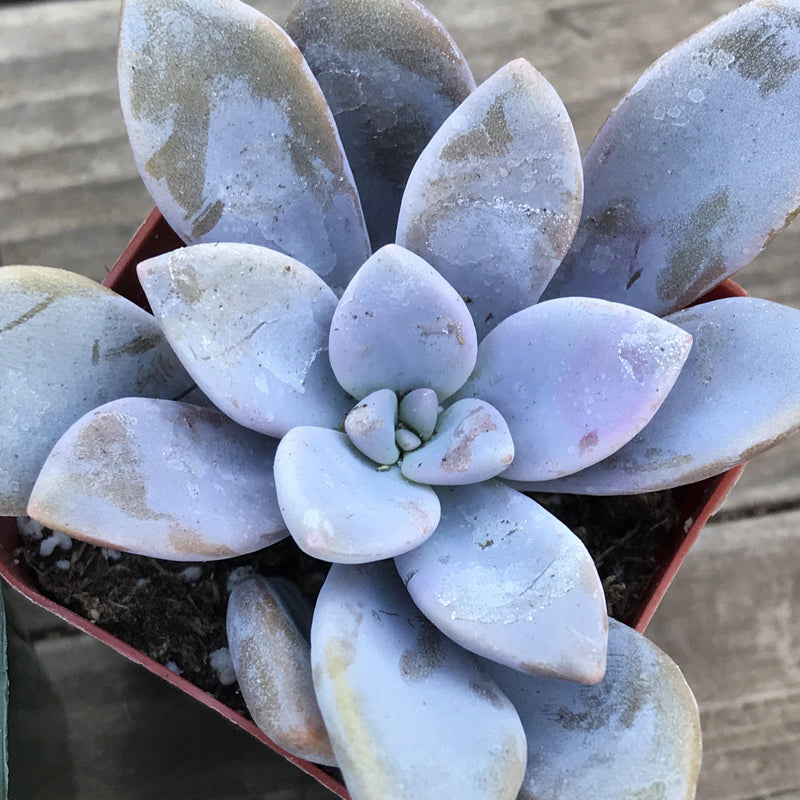 Plump, purple leaves on  succulent plant in a 2 inch pot.